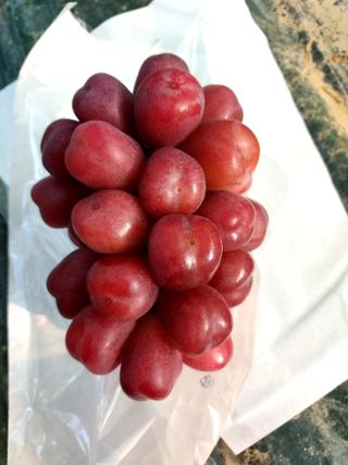 손현순님의 2월 내 작물 자랑하기 · 참여글 작성글 사진