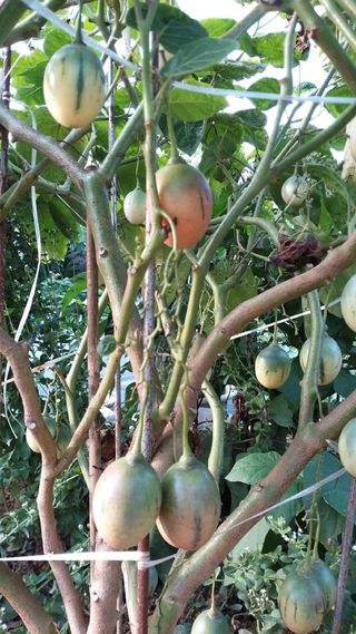 풍요님의 사과 · 묘목•접목 작성글 사진