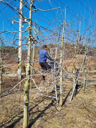 풍요님의 사과 · 묘목•접목 작성글 사진