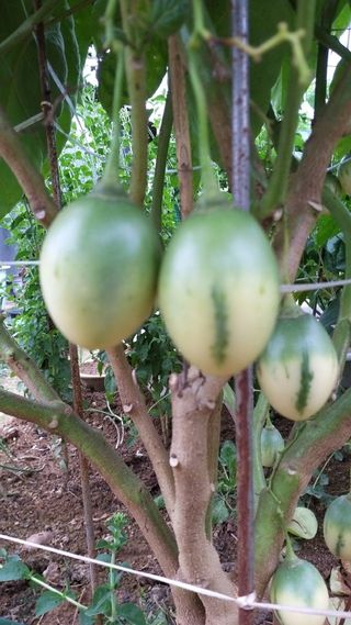 풍요님의 사과 · 묘목•접목 작성글 사진