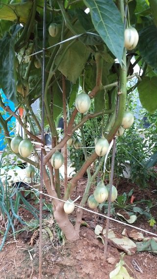 풍요님의 사과 · 묘목•접목 작성글 사진