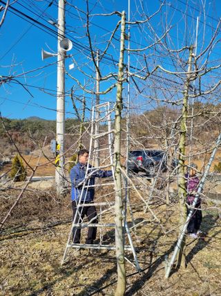 풍요님의 사과 · 묘목•접목 작성글 사진