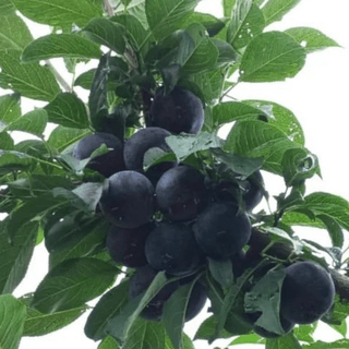 일심묘목농원님의 기타작물 · 자유게시판 작성글 사진