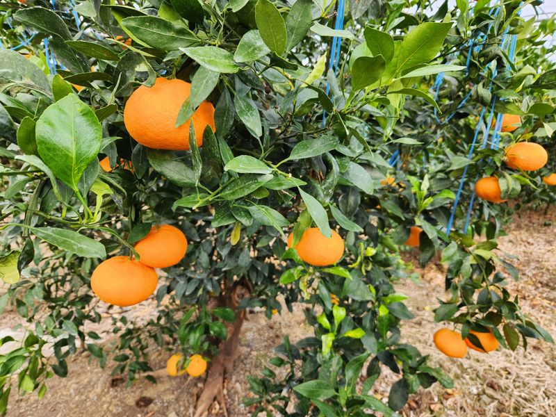 고권봉님의 장터 판매 상품 [노지 레드향 5키로] 첨부 사진