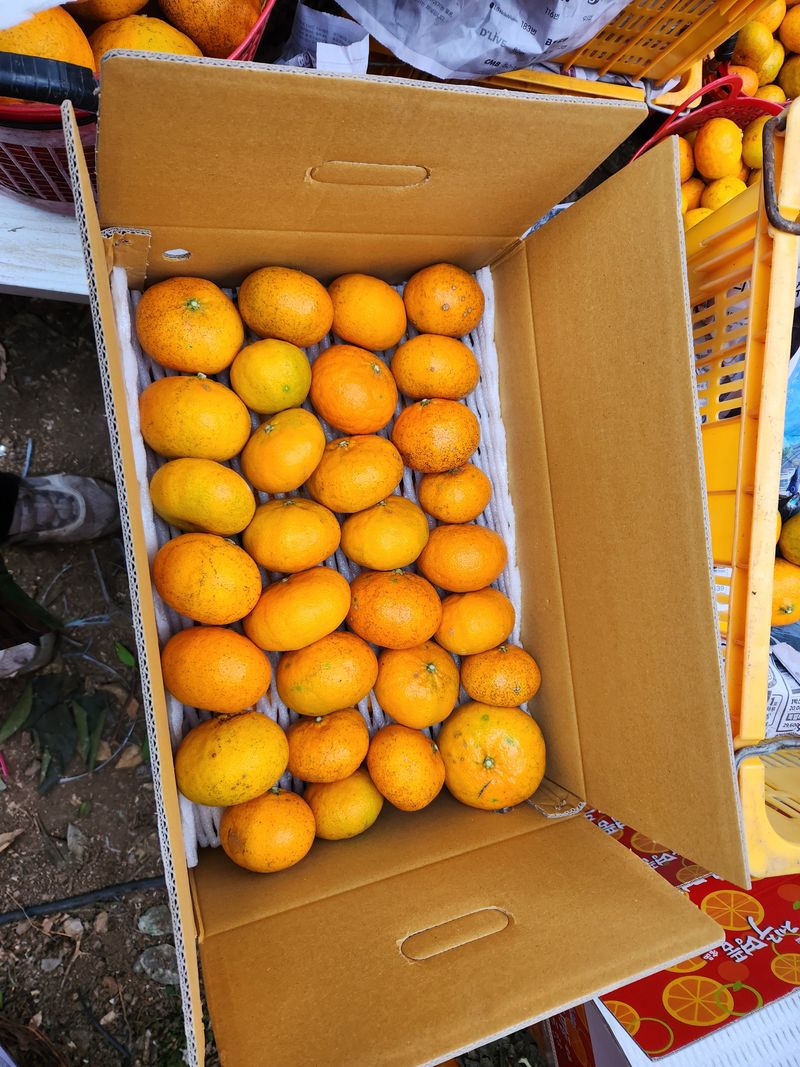 장터 상품 [노지 레드향 5키로] 썸네일