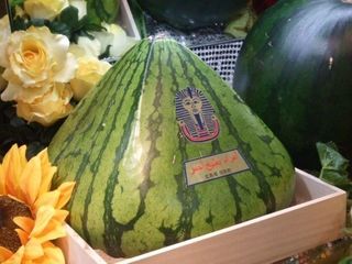 알 수 없음님의 기타작물 · 자유게시판 작성글 사진