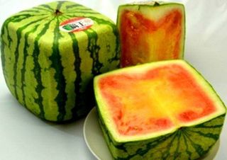 알 수 없음님의 기타작물 · 자유게시판 작성글 사진