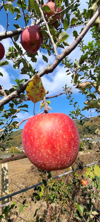 나무도깨비농원님의 사과 · 일상 작성글 사진