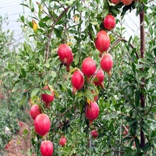 알 수 없음님의 기타작물 · 자유게시판 작성글 사진