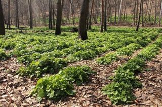 알 수 없음님의 기타작물 · 자유게시판 작성글 사진