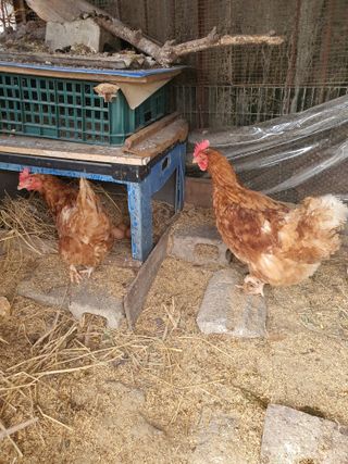 김영복님의 2월 내 작물 자랑하기 · 참여글 작성글 사진