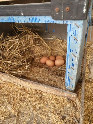 김영복님의 2월 내 작물 자랑하기 · 참여글 작성글 사진