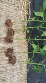 팜모닝 고추·병해충상담 게시글 이미지