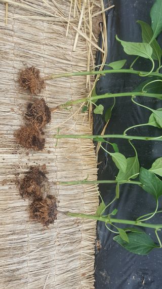 백재명님의 고추 · 병해충상담 작성글 사진