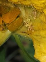 팜모닝 호박·병해충상담 게시글 이미지