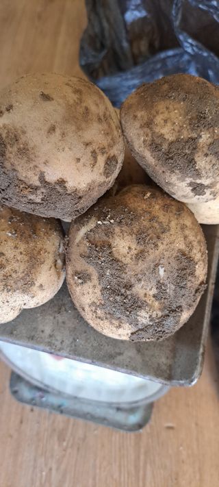 펠렛전문이부장님의 자유주제 · 자유게시판 작성글 사진