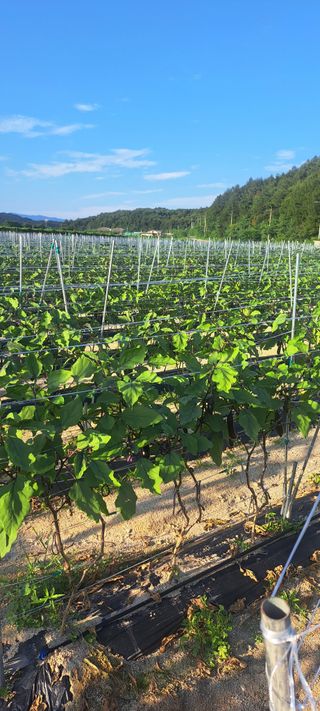 펠렛전문이부장님의 자유주제 · 자유게시판 작성글 사진