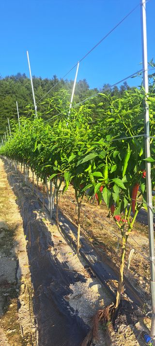 펠렛전문이부장님의 자유주제 · 자유게시판 작성글 사진