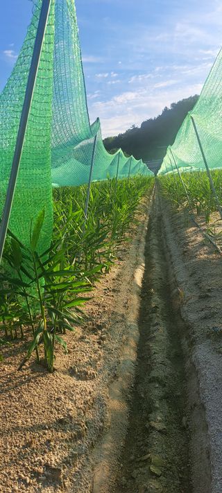 펠렛전문이부장님의 자유주제 · 자유게시판 작성글 사진