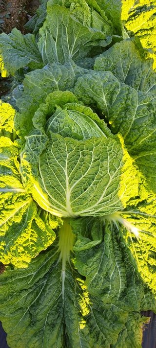 펠렛전문이부장님의 자유주제 · 자유게시판 작성글 사진