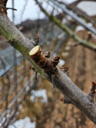 아홉사리 농장님의 2월 내 작물 자랑하기 · 참여글 작성글 사진