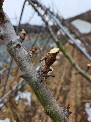 아홉사리 농장님의 2월 내 작물 자랑하기 · 참여글 작성글 사진