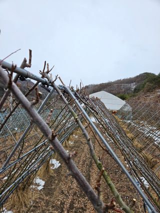 아홉사리 농장님의 2월 내 작물 자랑하기 · 참여글 작성글 사진