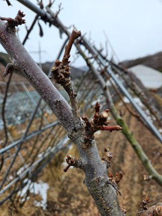 아홉사리 농장님의 2월 내 작물 자랑하기 · 참여글 작성글 사진