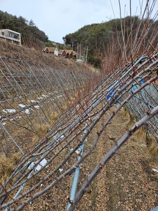 아홉사리 농장님의 2월 내 작물 자랑하기 · 참여글 작성글 사진