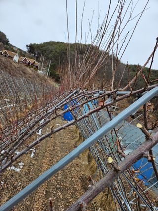 아홉사리 농장님의 2월 내 작물 자랑하기 · 참여글 작성글 사진