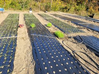 감자12530님의 2월 내 작물 자랑하기 · 참여글 작성글 사진