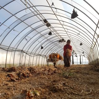 김인선님의 오이 · 자유게시판 작성글 사진