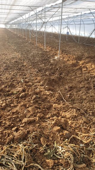 김인선님의 오이 · 자유게시판 작성글 사진