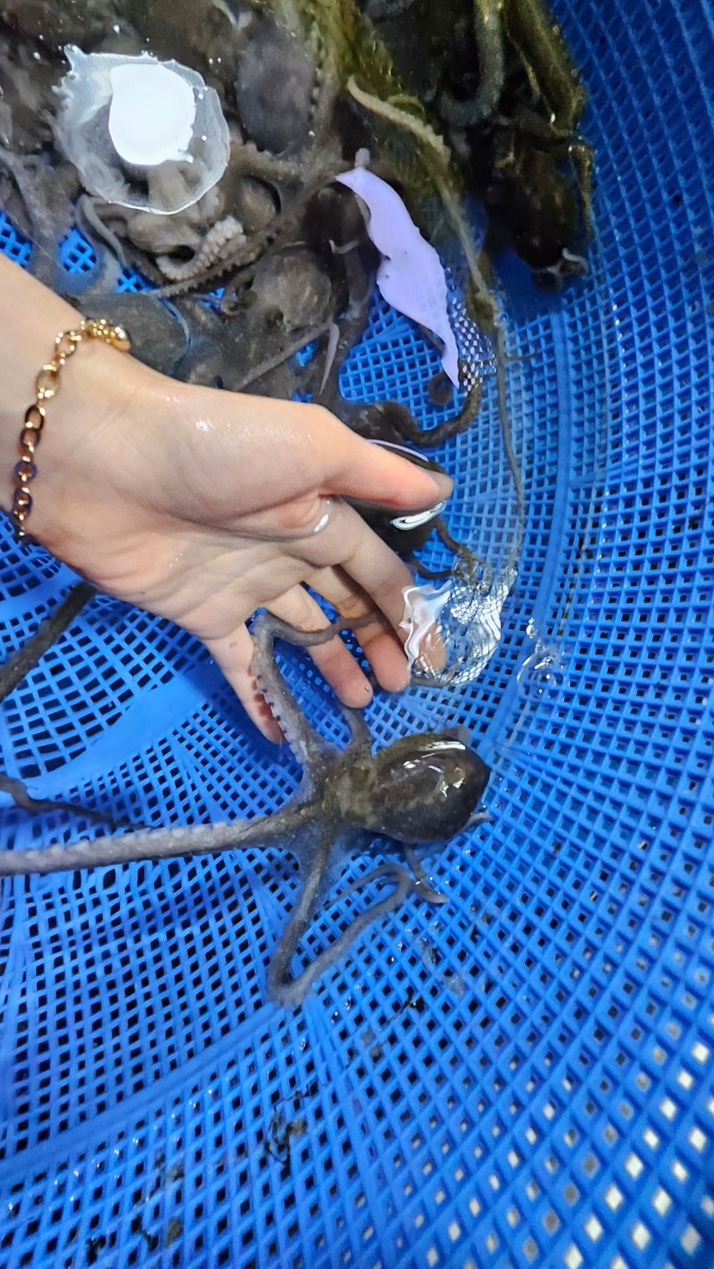 목포제주수산님의 장터 판매 상품 [뻘낙지 소사이즈 10마리 가격이 좋아요] 첨부 사진