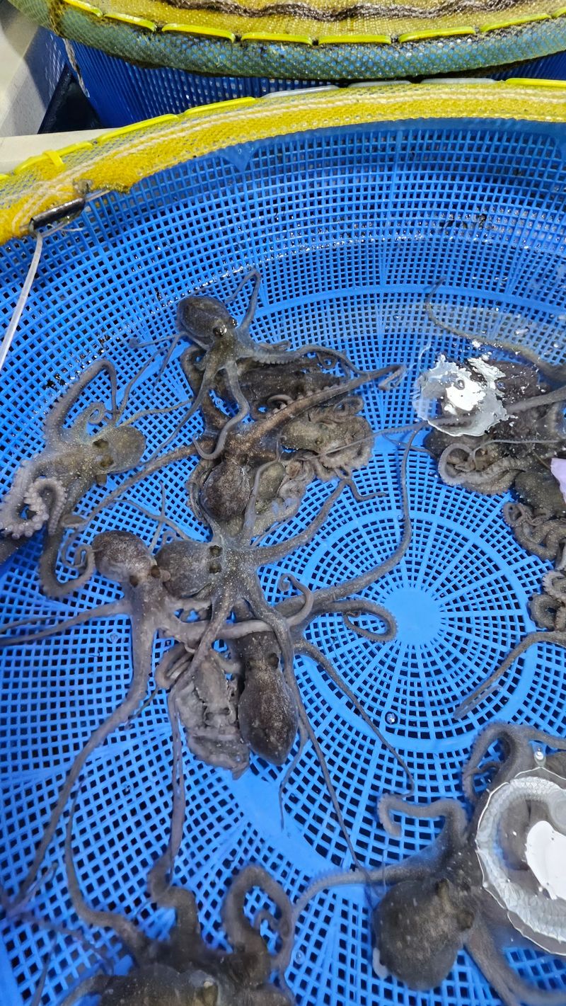 목포제주수산님의 장터 판매 상품 [뻘낙지 소사이즈 10마리 가격이 좋아요] 첨부 사진