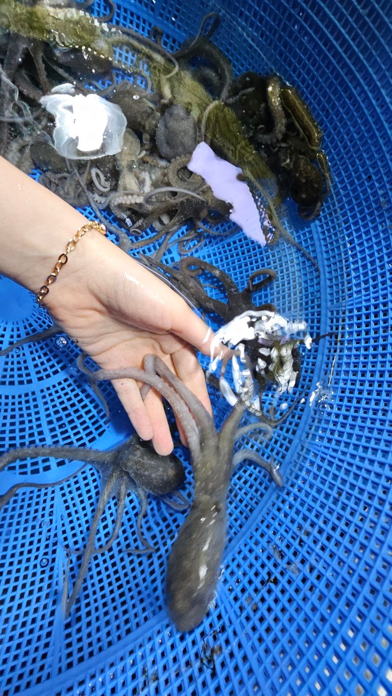 목포제주수산님의 장터 판매 상품 [뻘낙지 소사이즈 10마리 가격이 좋아요] 첨부 사진