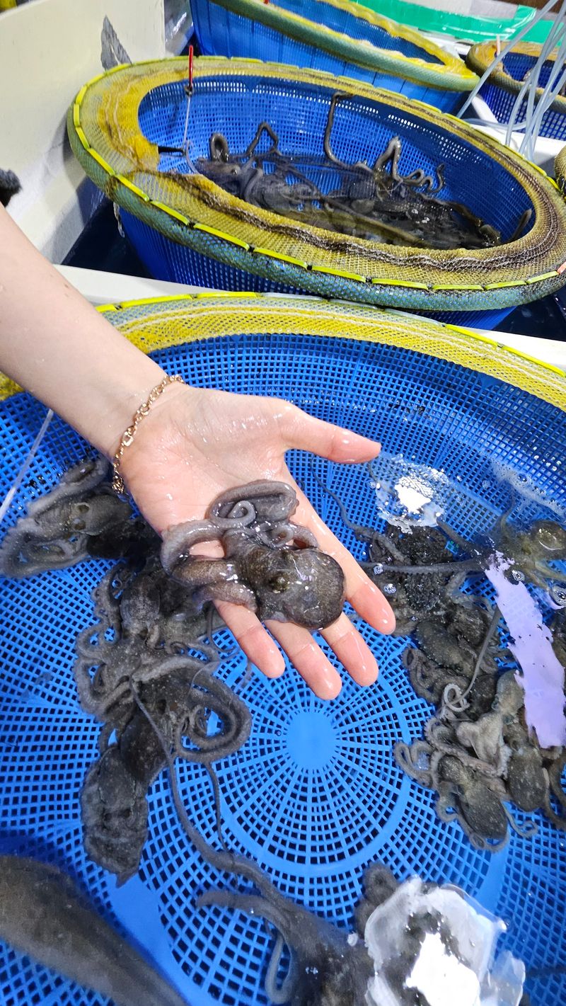 목포제주수산님의 장터 판매 상품 [뻘낙지 소사이즈 10마리 가격이 좋아요] 첨부 사진