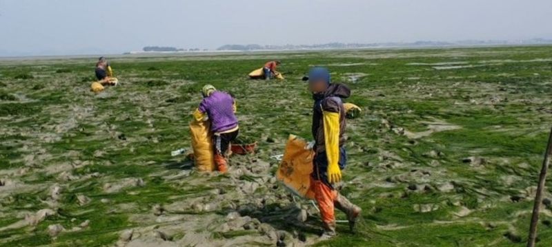 커피한잔의여유님의 장터 판매 상품 [무안반도감태 10kg] 첨부 사진