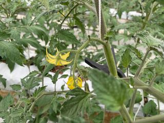 그린애농장님의 토마토 · 영농일지 작성글 사진