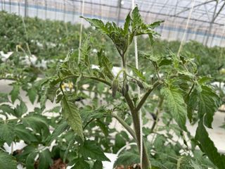 그린애농장님의 토마토 · 영농일지 작성글 사진