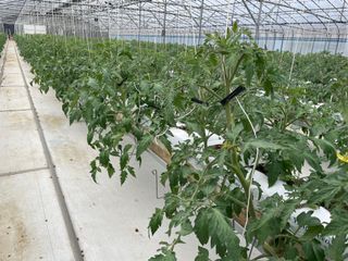 그린애농장님의 토마토 · 영농일지 작성글 사진