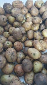 팜모닝 감자·자유게시판 게시글 이미지