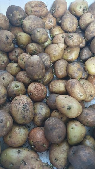 유형철님의 감자 · 자유게시판 작성글 사진