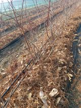 팜모닝 블루베리·자유게시판 게시글 이미지