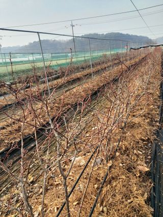 베리맘님의 블루베리 · 자유게시판 작성글 사진