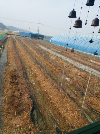 베리맘님의 블루베리 · 자유게시판 작성글 사진