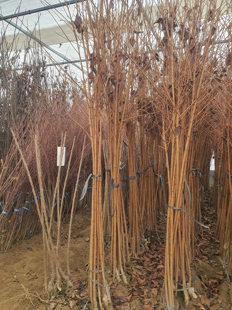 장터 상품 [유실수, 조경수 묘목생산 전문농원 2024년 묘목 예약 및 분양합니다.] 썸네일