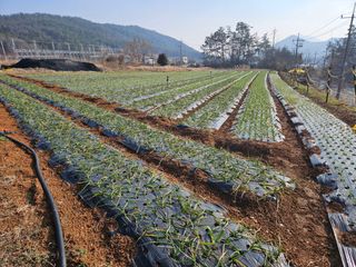 송정님의 마늘 · 마늘 쪽 비대기 작성글 사진