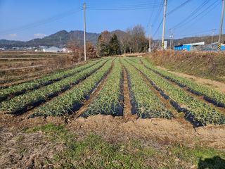 송정님의 마늘 · 마늘 쪽 비대기 작성글 사진