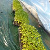 팜모닝 자유주제·자유게시판 게시글 이미지